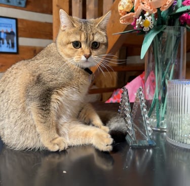 a cat sitting on a table with flowers in a vase