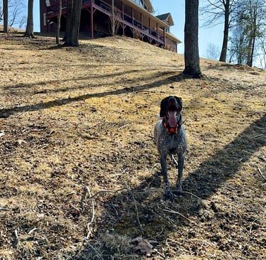 a german shorthaired pointer standing outside with her tongue out