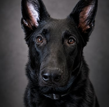 A close-up studio portrait of a black German Shepherd with pointed ears against a dark background.