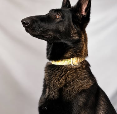 A noble black and tan Sable German Shepherd dog wearing a patterned collar sitting for a portrait.