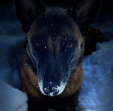 image sombre de chien malinois dans la neige