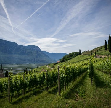vignoble dans la Drôme