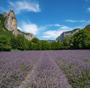 forêt de Saoû Drôme provençale