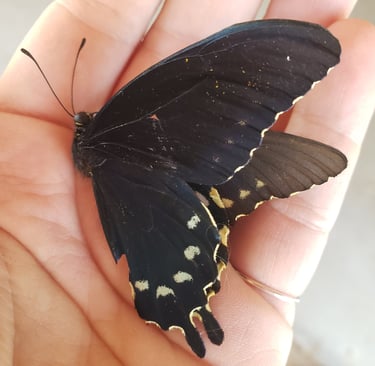 A black swallowtail butterfly in a person's hand.