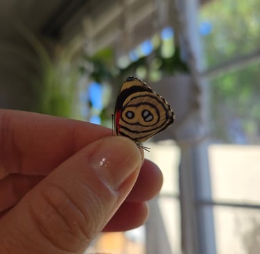 A small 88 calicore butterfly.