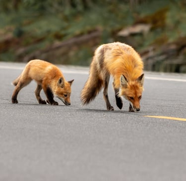 two foxes are walking on the road