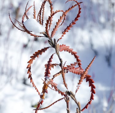 a plant with red leaves on a snowy day