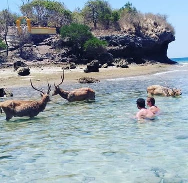 bird's eye view photography of Menjangan island national park deer and under white clouds