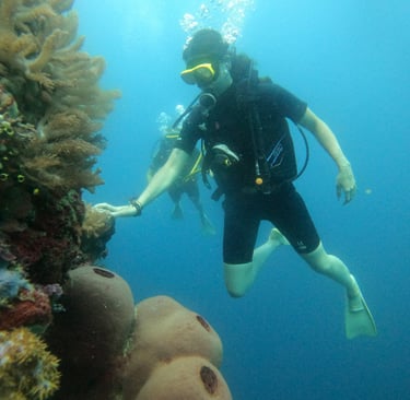 Menjangan dive package exploration #DivePackages #MenjanganIsland #SunriseDiveBali