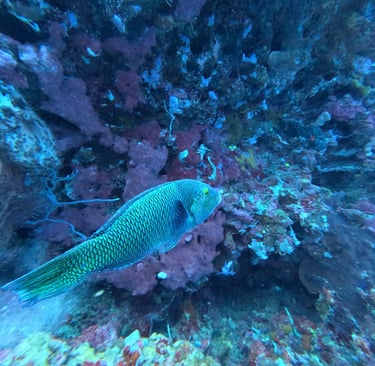 Scuba diver swimming beside the Liberty Wreck in Tulamben during Sunrise Dive Safari, North Bali