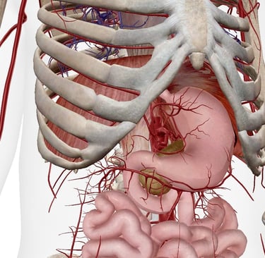 Anatomie estomac ostéopathie