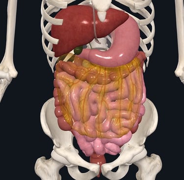 Image du système digestif humain, estomac, foie, vésicule biliaire, intestin grêle, côlon.