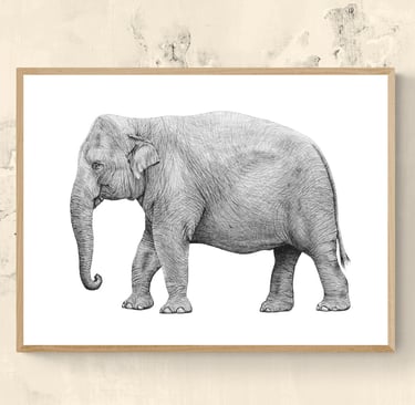 Wildlife Art - Asian elephant