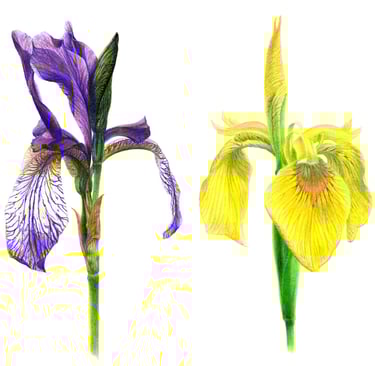 Irises drawing