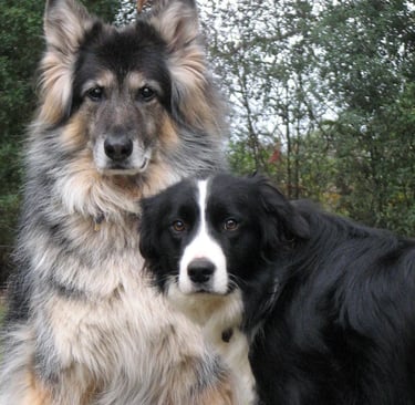 two dogs sitting on the grass in the grass