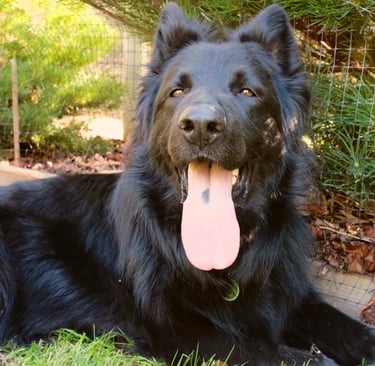 a dog laying down on the grass in a fenced in area