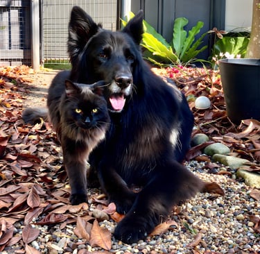 a dog and a cat sitting on a pile of leaves