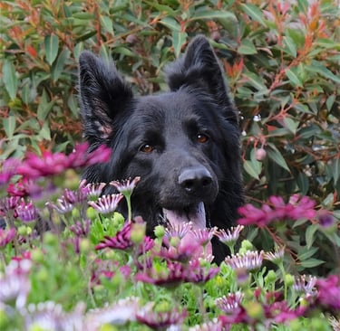 a dog is sitting in a bush with its tongue sticking out