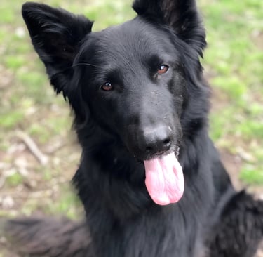 A long-haired black German Shepherd sitting outside with its tongue out.
