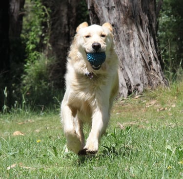 a dog is running through the grass with a ball in its mouth