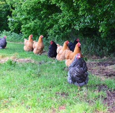 a group of chickens standing in a field