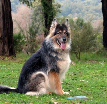 a dog sitting on the grass with a frisbee in its mouth