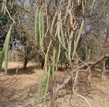 Moringa