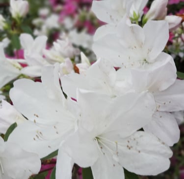 Springtime Azaleas at First Methodist