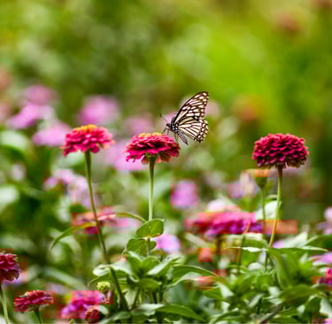 Calendrier entretien annuel jardin morbihan