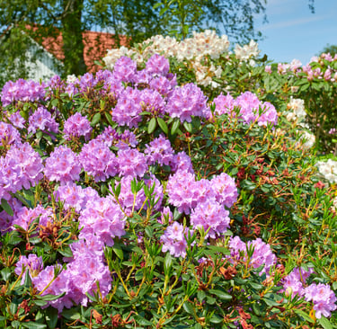 Entretien talus jardin morbihan