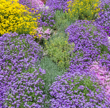 Plantes couvre-sol morbihan