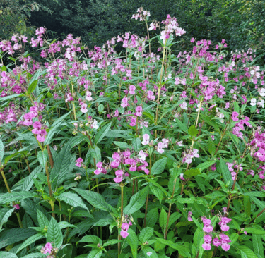 a lot of pink Himalayan Balsam bush flowers