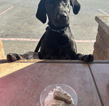 Photo of a dog at the counter getting a whipped cream puppy treat at Chrissy's Cravings 