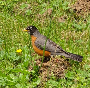 Bird