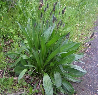 Ribwort plantain