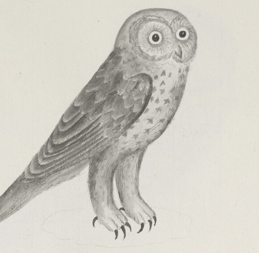 Pencil drawing of an owl