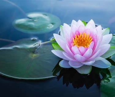 photo lotus bien-être