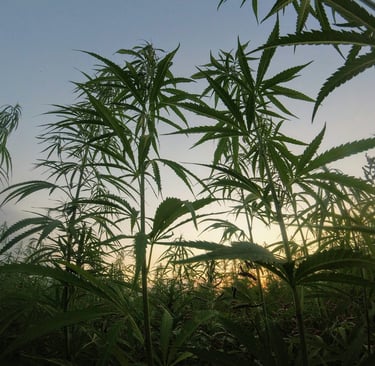a field of hemp leaves and a sunset