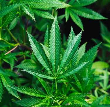 a plant with green leaves on it