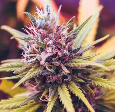 a marijuana plant with a purple flower