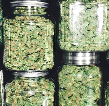 a bunch of cannabis buds in a multiple jars