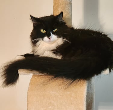 Cat with Rockville pet sitting services by Ensure Pet Care – trusted local care.