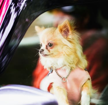 Ensure PetCare offers pet taxi in Aspen Hill—safe rides for small pets like dogs and cats.