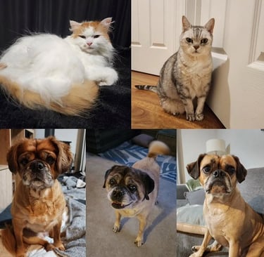 Calm pets at home with house sitting in Silver Spring – Ensure Pet Care overnight care.