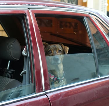 Wheaton and Rockville pet owners trust Ensure PetCare for comfortable pet transportation.