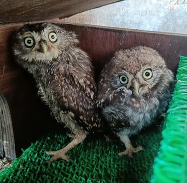 Axl&Slash little owls rescued from Glastonbury in 2023.