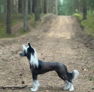 a dog standing on a dirt road with a dog