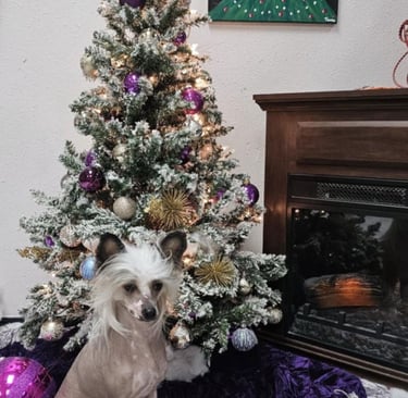 a dog sitting on a rug in front of a christmas tree