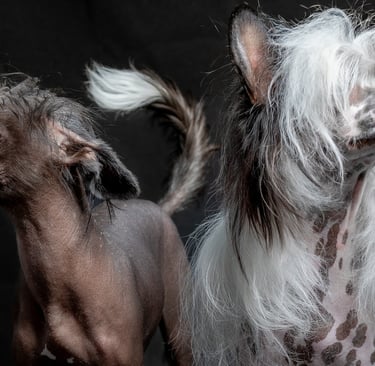 Grakštuolė veislynas