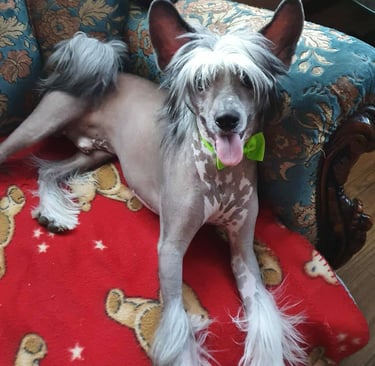 a dog sitting on a chair with a dog